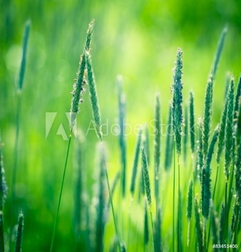 Picture of Beautiful high grass 